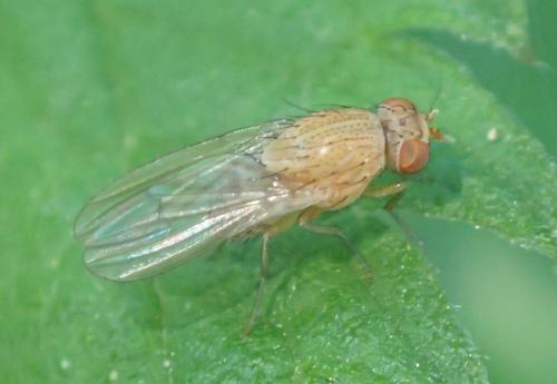 Réf. 199 538 : Minettia sp.